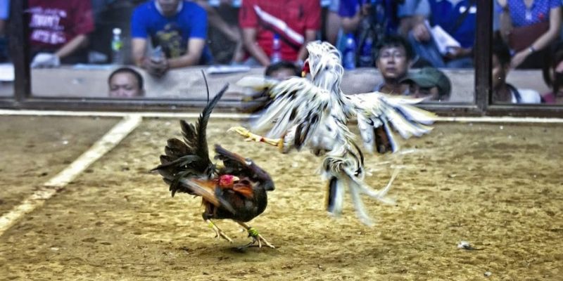 77king88 qq88 bắn cá