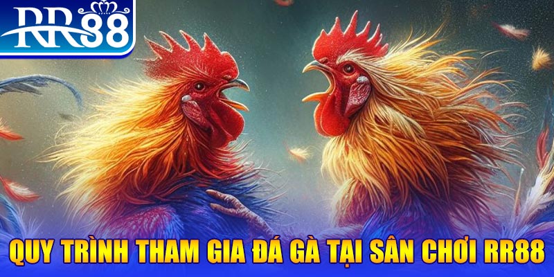77king88 đá gà cam 67