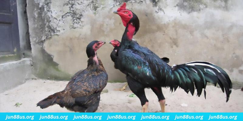 77king88 casino hồ tràm có cho người việt vào không